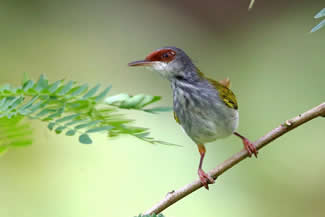 Roodvoorhoofdsnijdervogel - Orthotomus frontalis